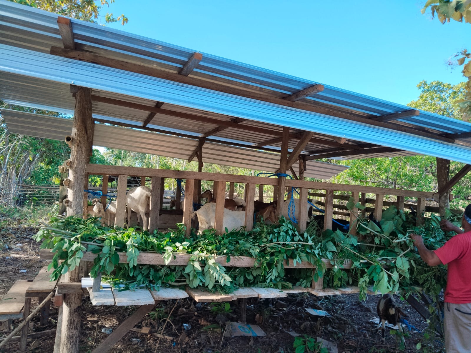 BUMDes Mitra Karya Kembangkan Usaha Ternak Kambing untuk Dorong Ekonomi Desa Karang Jaya