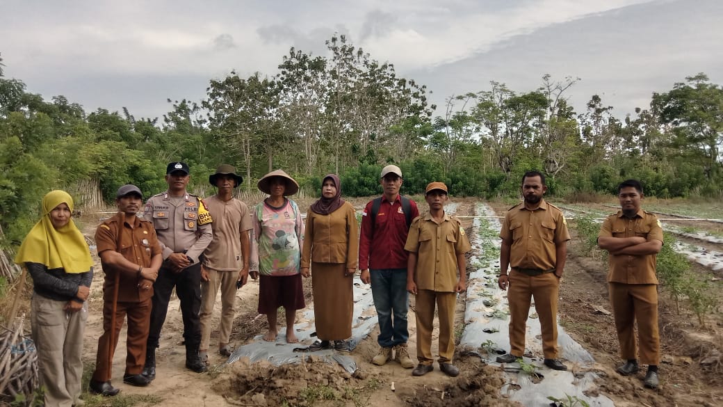 Penanaman Jagung Manis di Desa Karang Jaya Wujud Sinergi Pemerintah dan Kelompok Tani